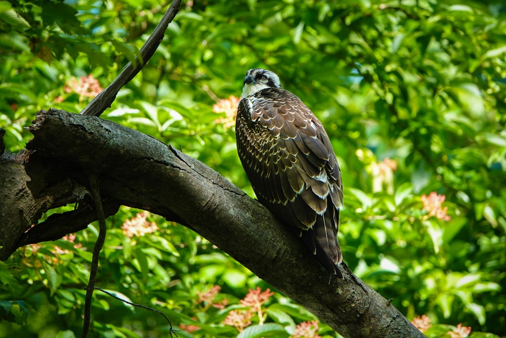 oiseau brun et blanc sur la branche de l’arbre pendant la journée