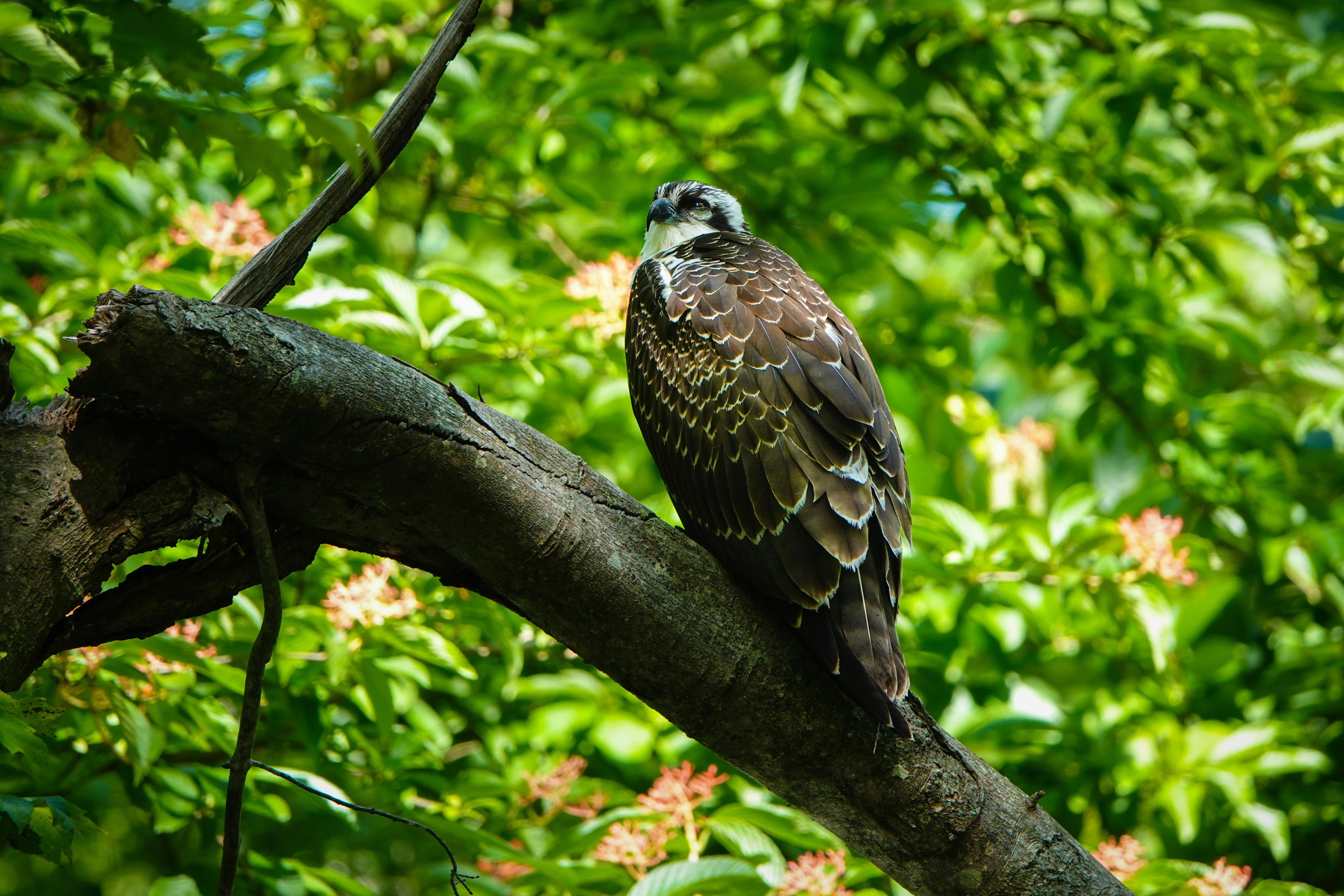 brown and white bird on tree branch during daytime