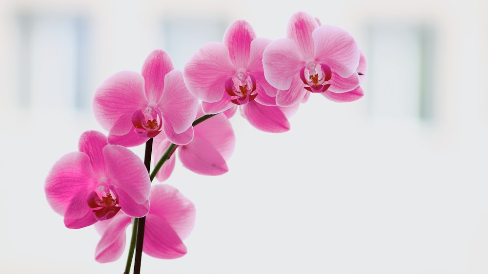pink moth orchids in bloom