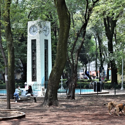 A park setting with tall green trees and a white clock tower with multiple clock faces. Several people are sitting on benches, some interacting and one accompanied by a dog. There are additional dogs roaming freely. The area is enclosed with a black fence, and the ground is covered with brown soil or mulch.