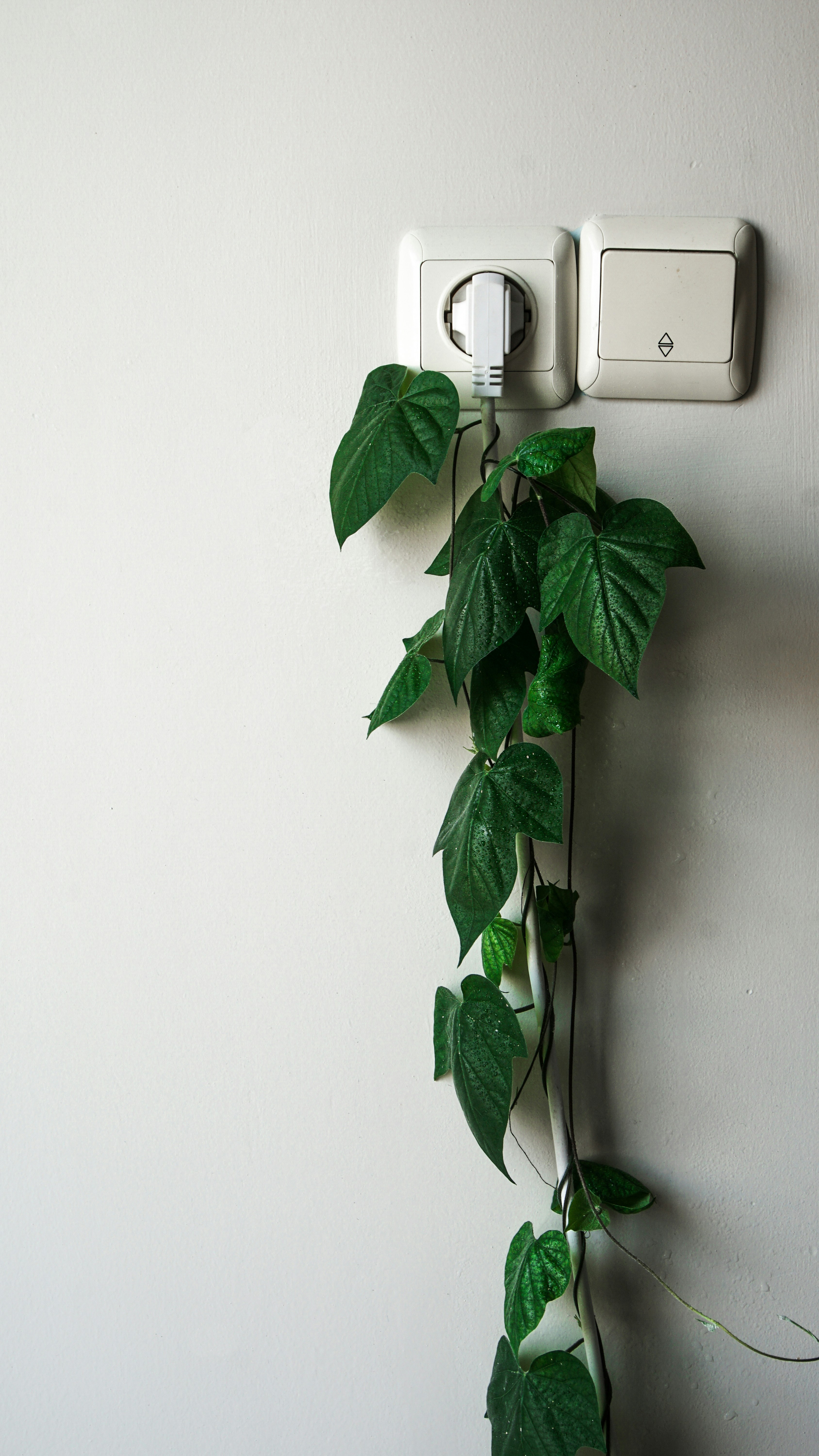 green plant beside white wall