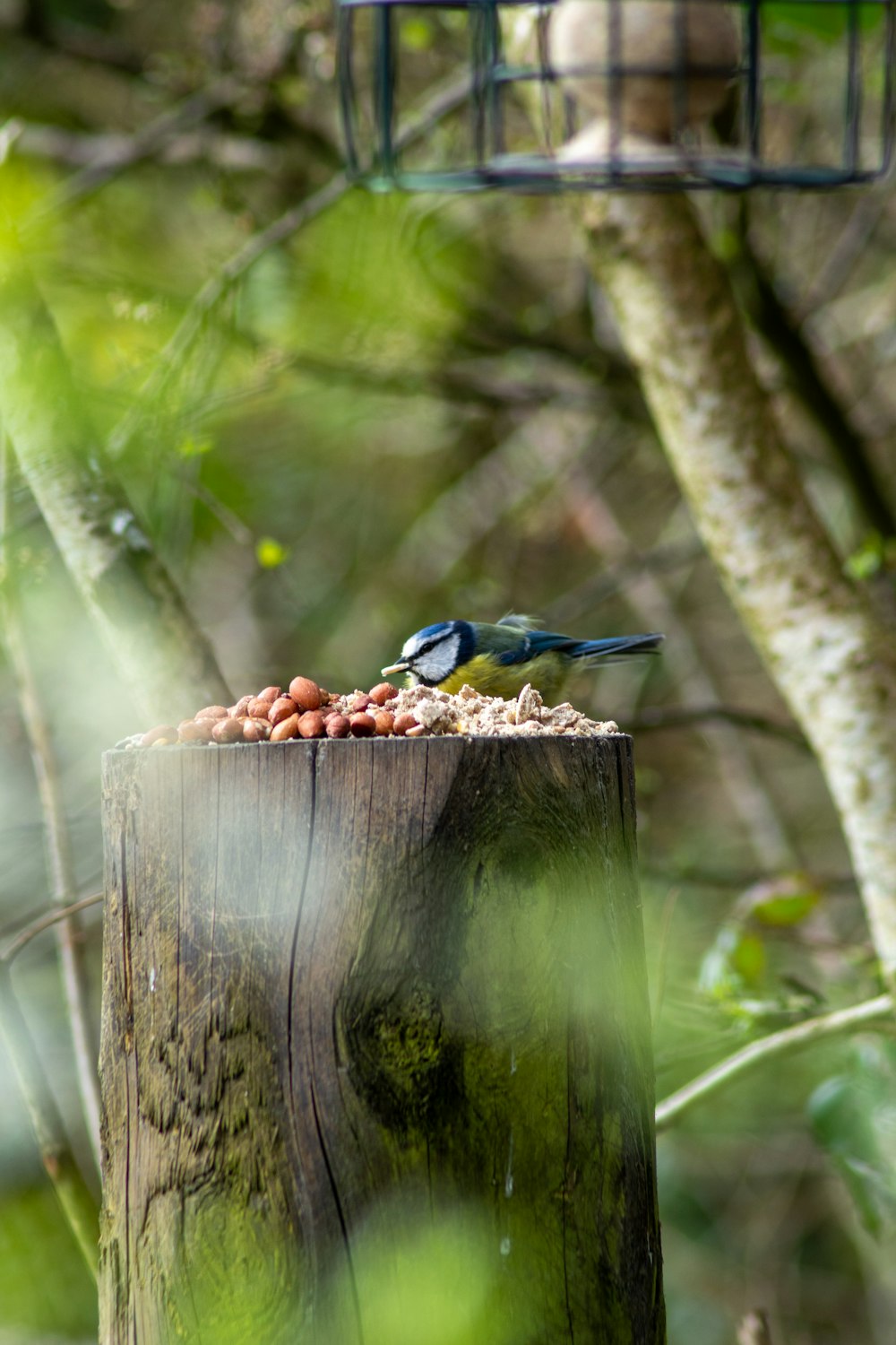 pássaro azul no tronco de madeira marrom