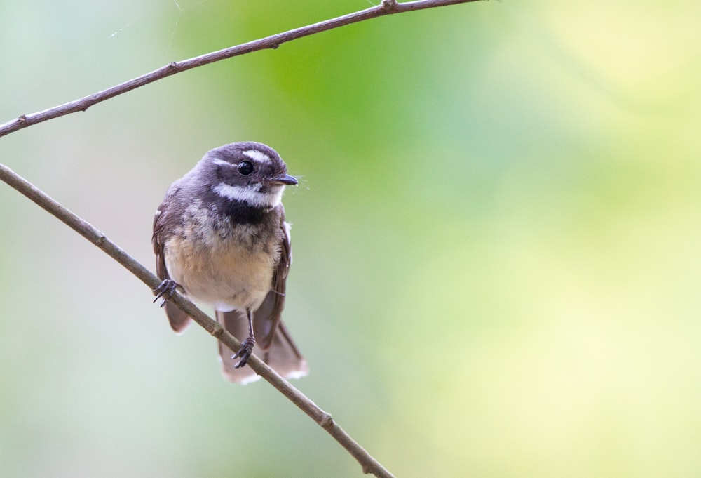 brown and black bird on brown tree branch