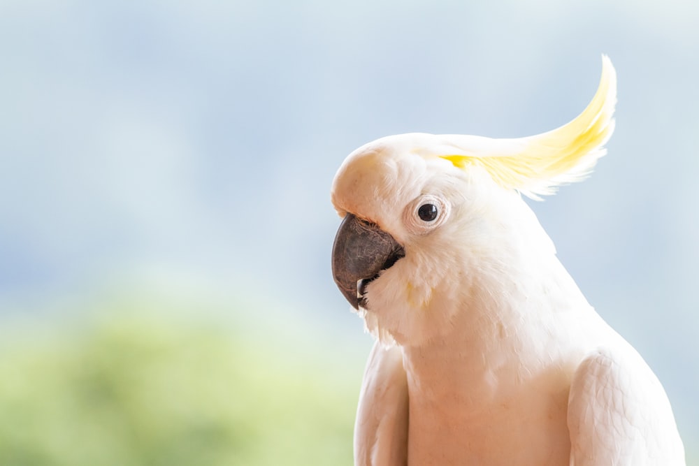 white bird on persons hand