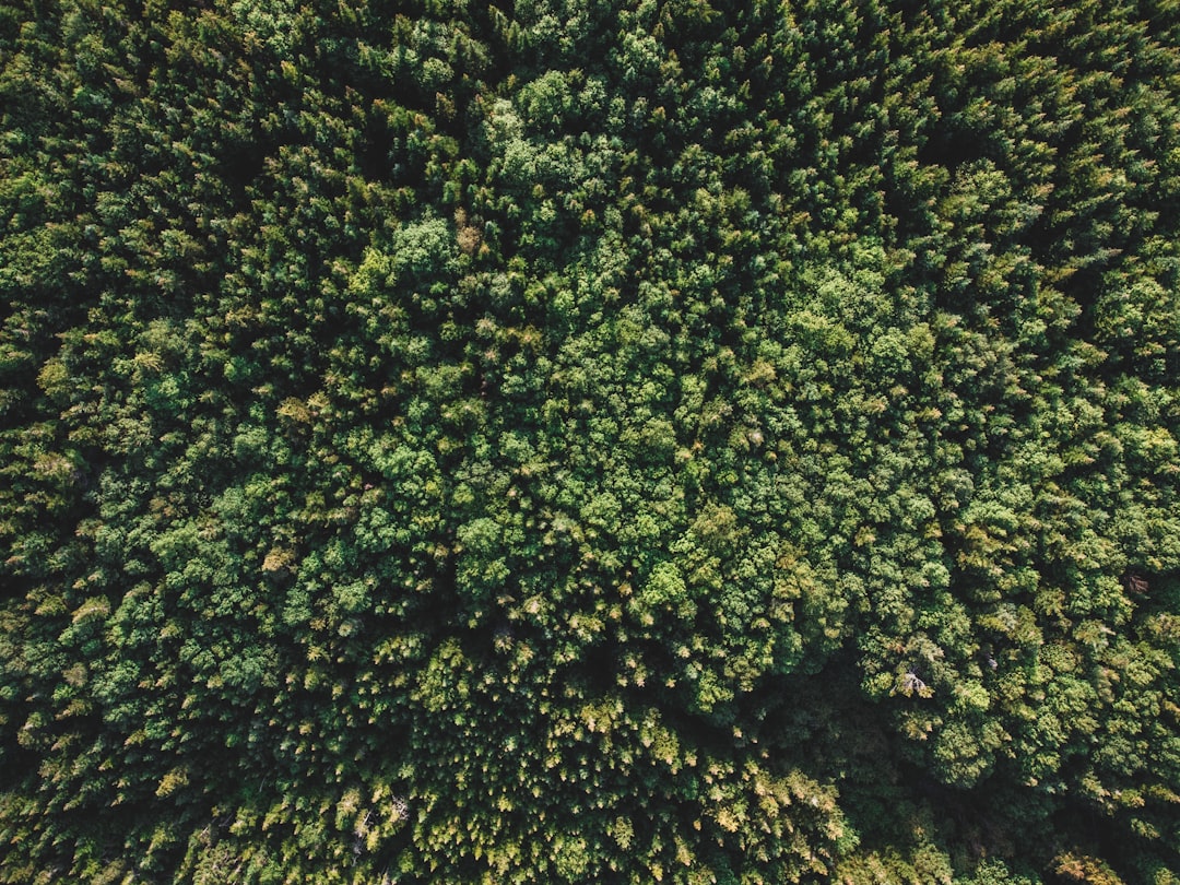 green moss on brown tree trunk