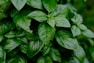 green leaves in macro lens