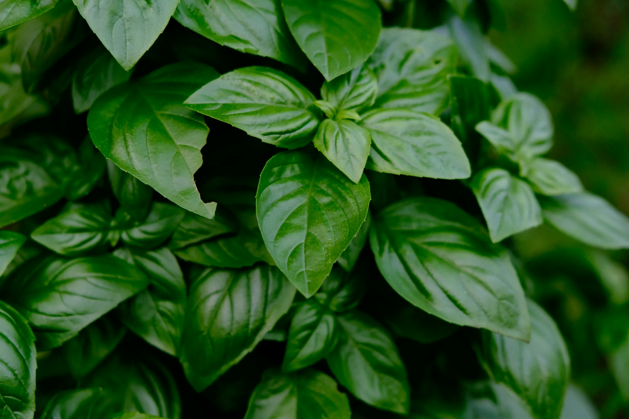 A Personal Story About Sweet Basil