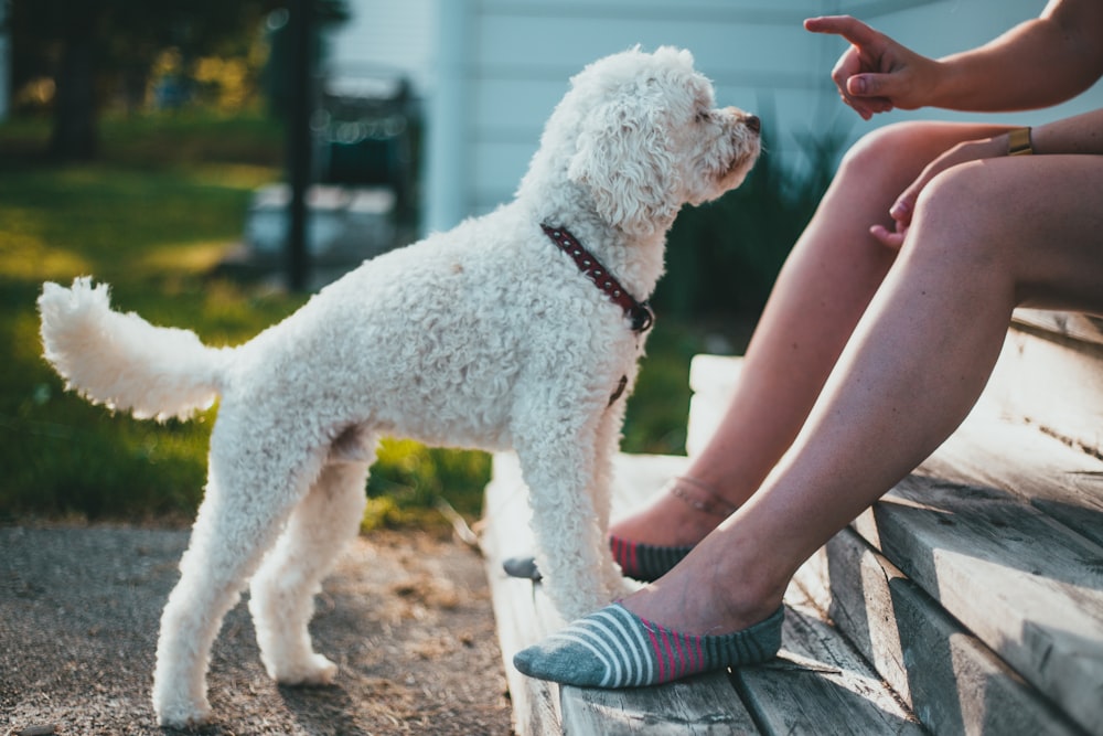 white poodle on brown sand during daytime