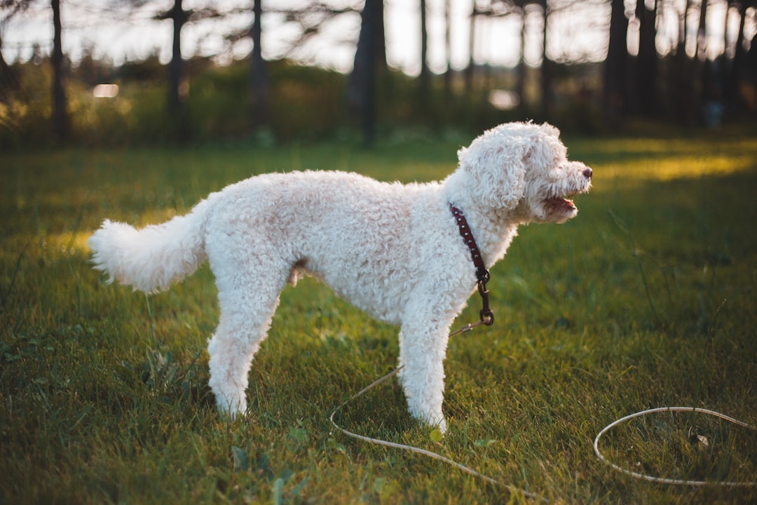 white poodle on green grass field during daytime