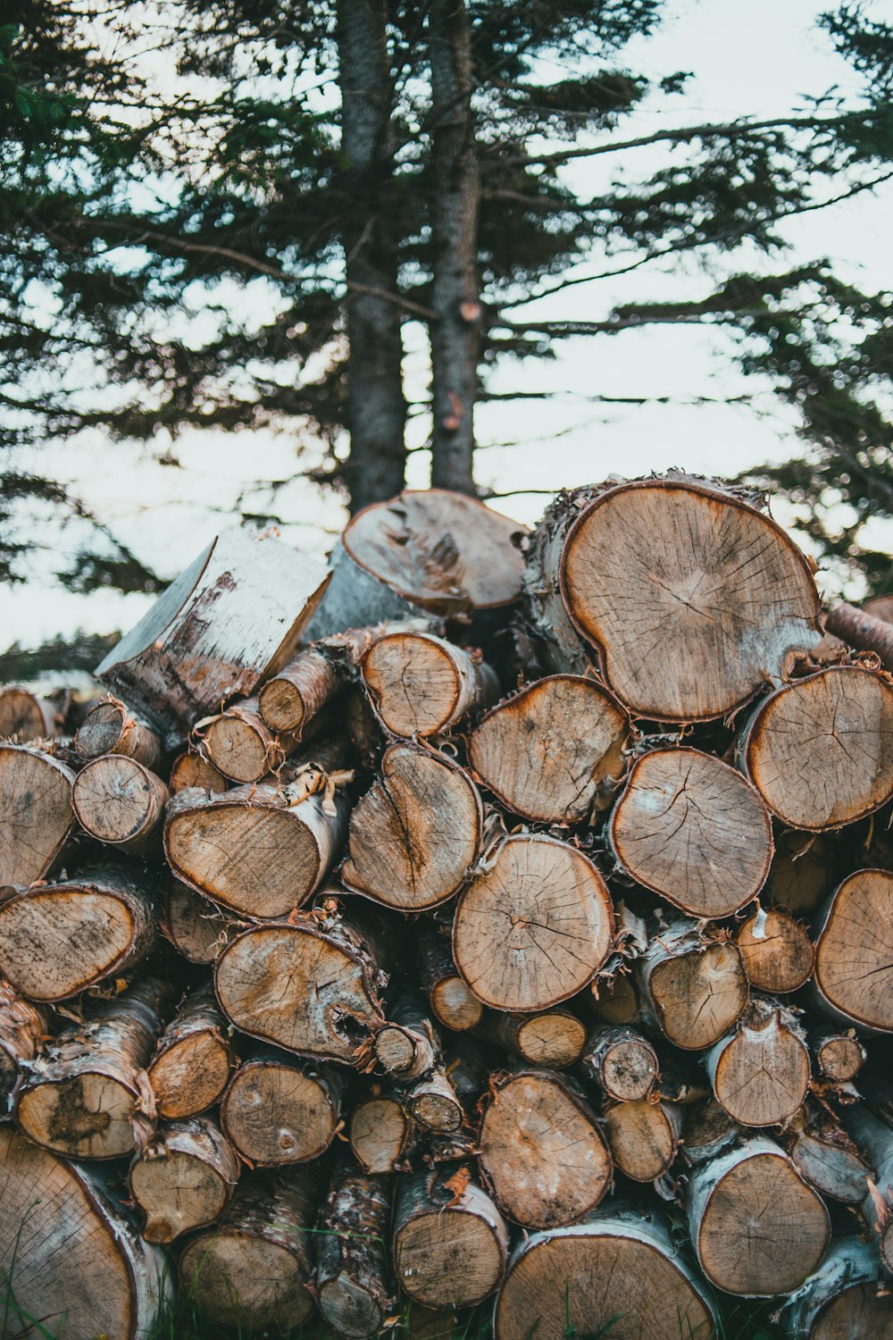 brown and black tree logs