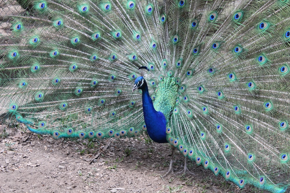 blue peacock on gray sand during daytime