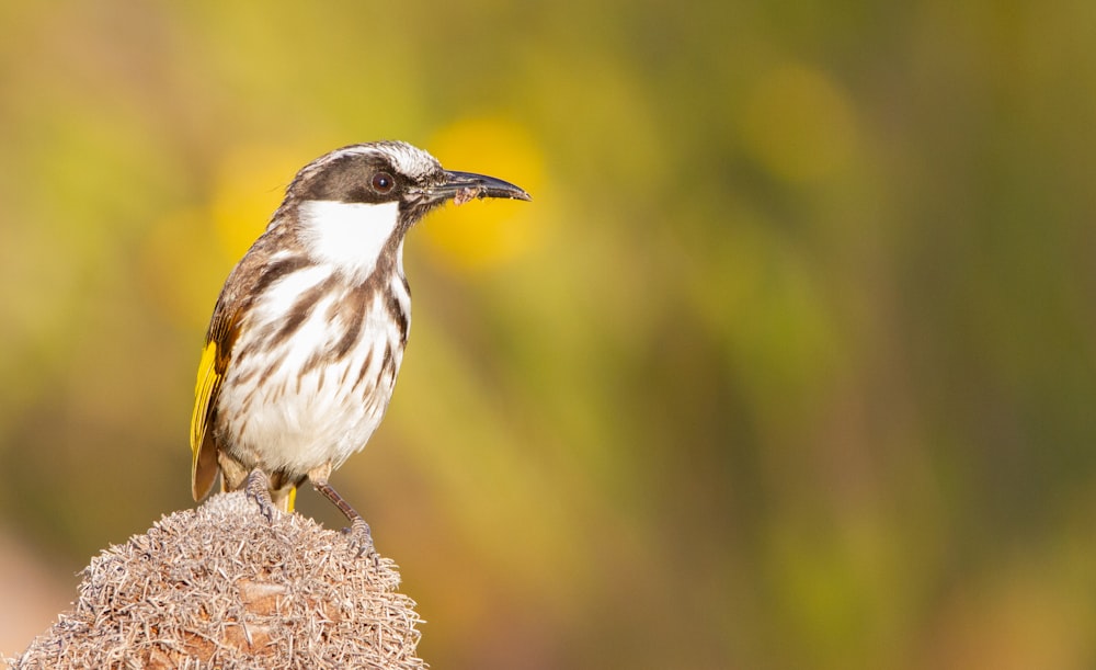 brown and white bird on brown rock