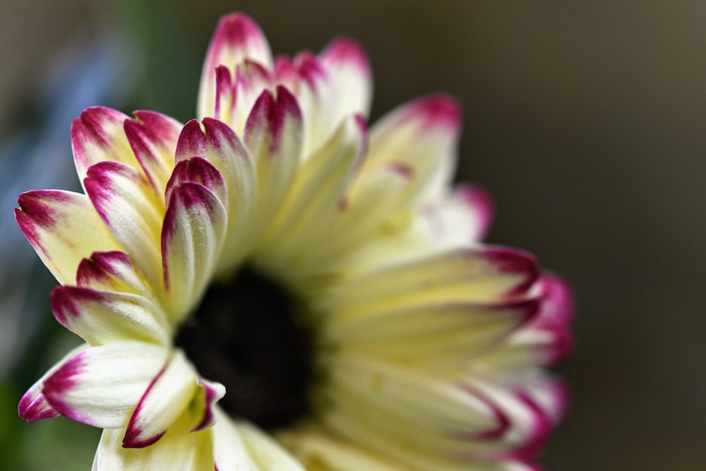 white and purple flower in close up photography