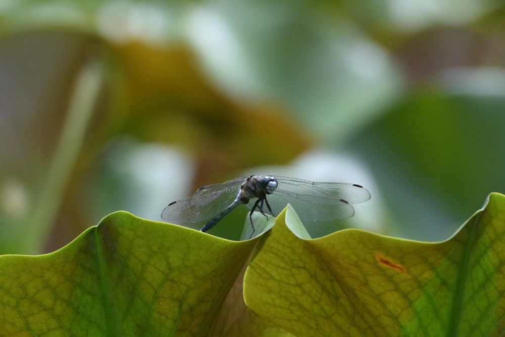 black and gray dragonfly on green leaf