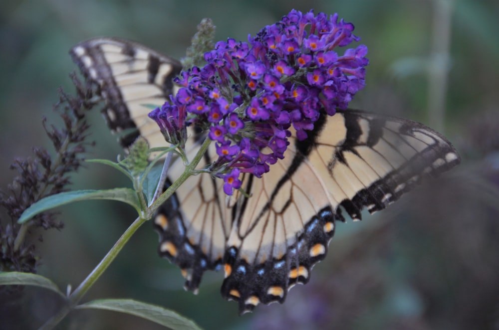 昼間の接写で紫の花にとまる虎アゲハ蝶の写真 Unsplashで見つける虫の無料写真