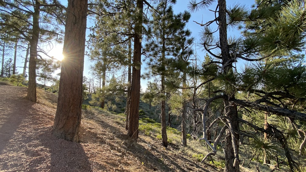 green trees on brown soil during daytime