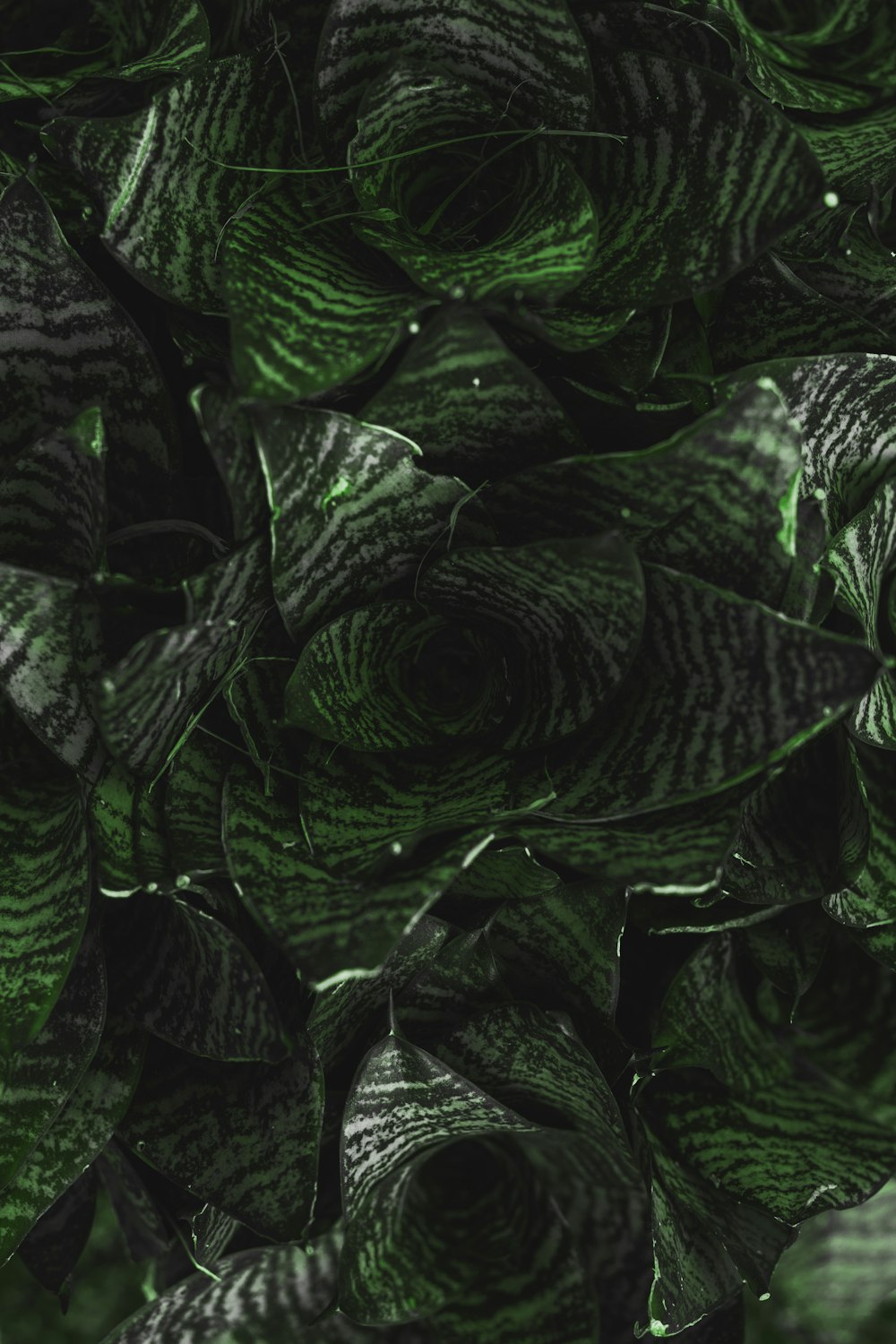 green and black plant leaves