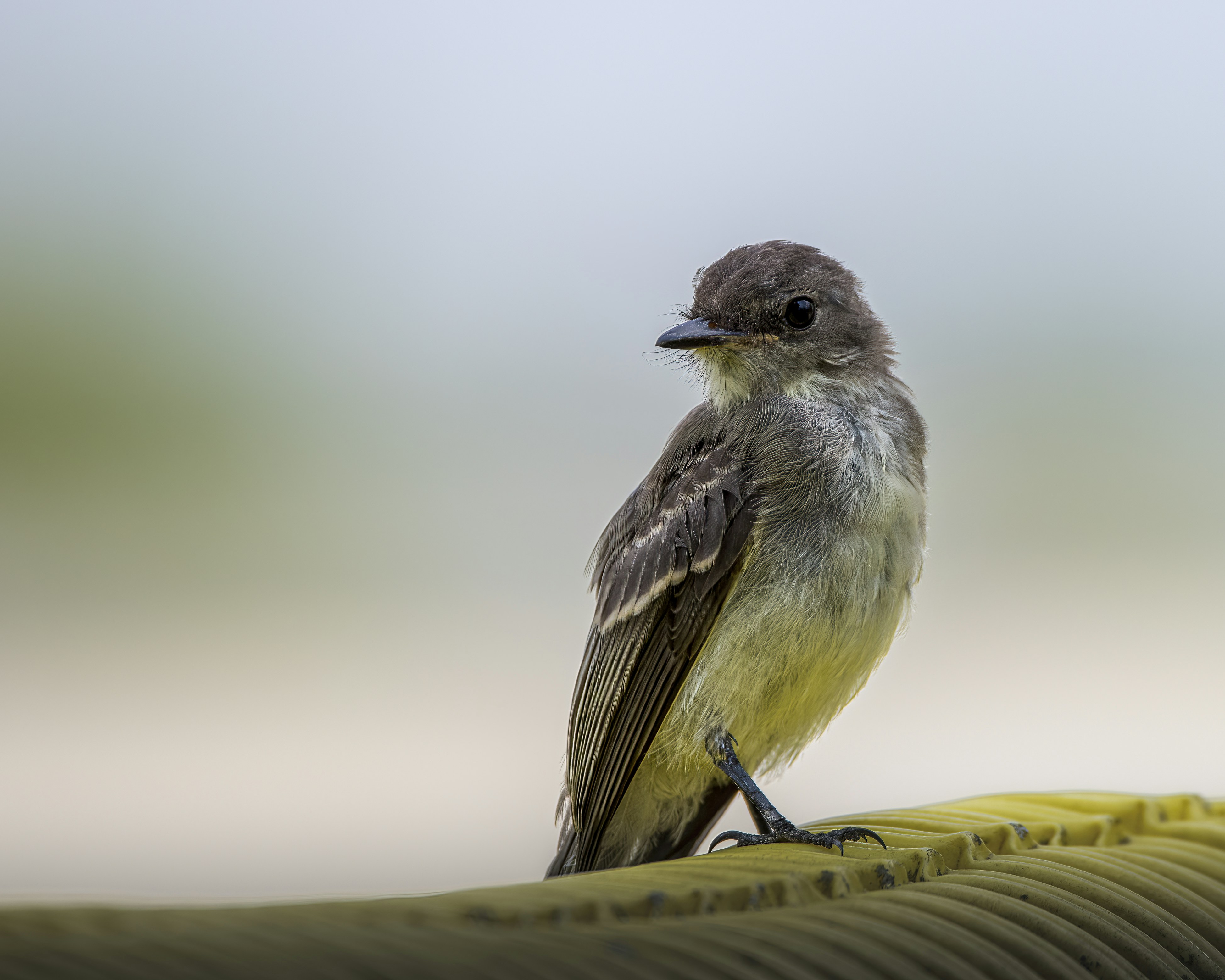 Eastern Phoebe