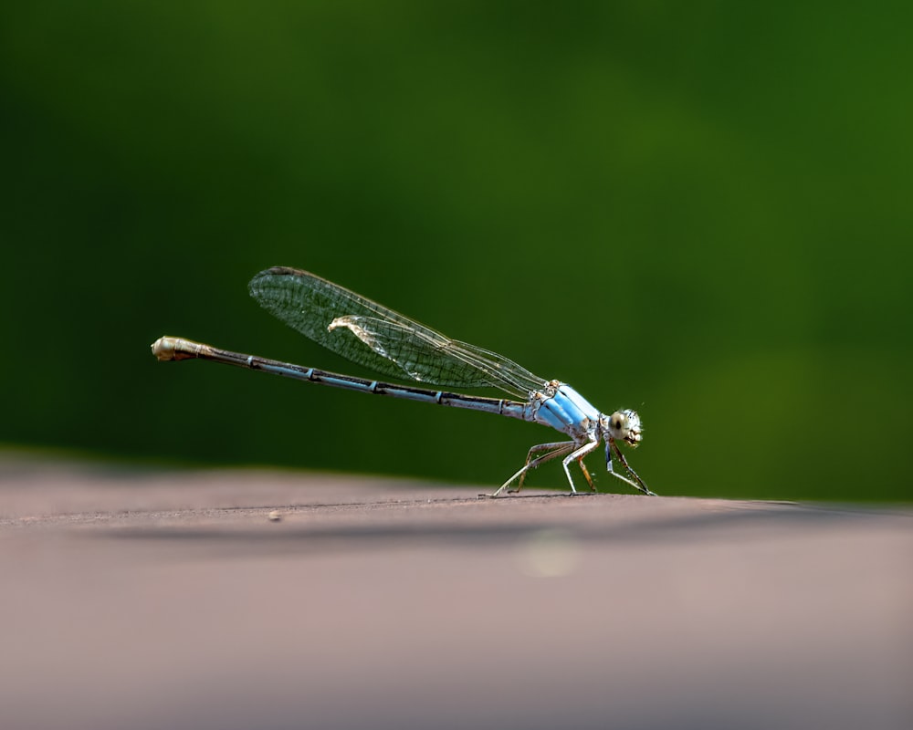 blue damselfly perched on brown stick in close up photography during daytime