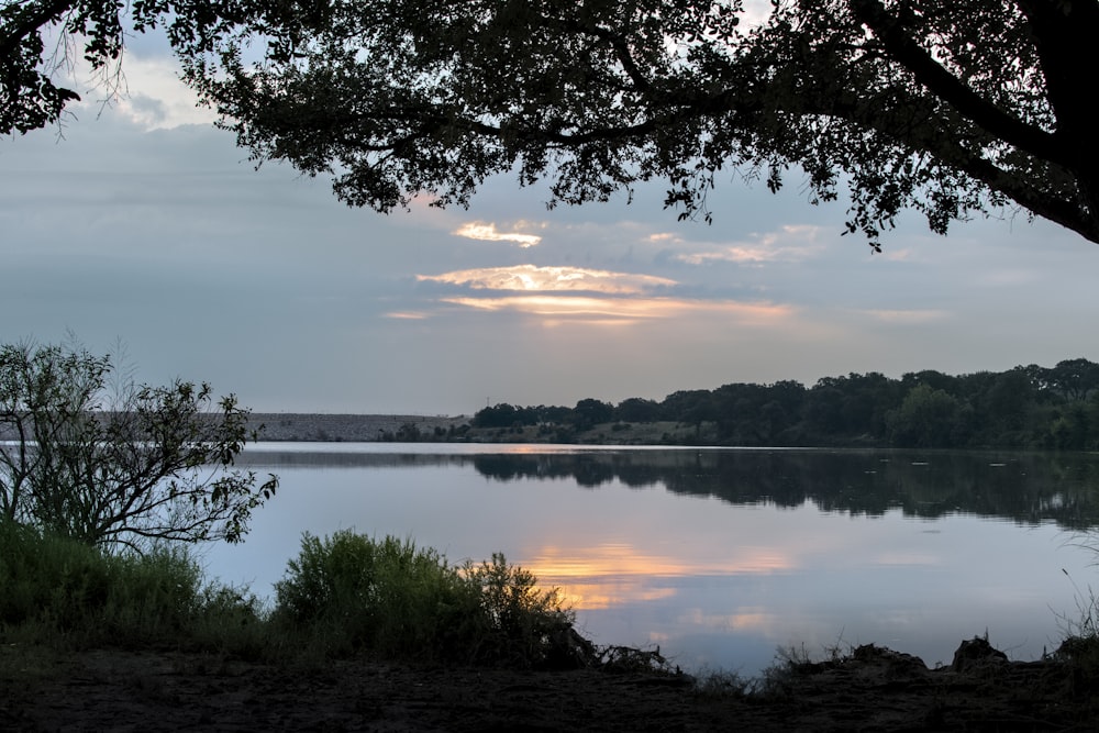 body of water near trees during daytime