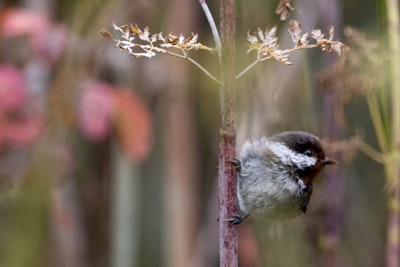 white and black bird on brown stem
