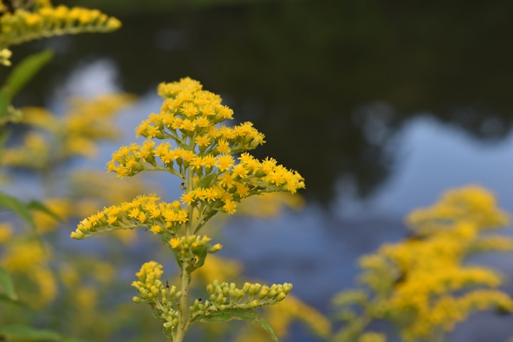 Fall Blooming Flowers for Maryland: Plant These Beauties to Support Pollinators!