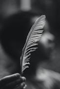 white feather in black background