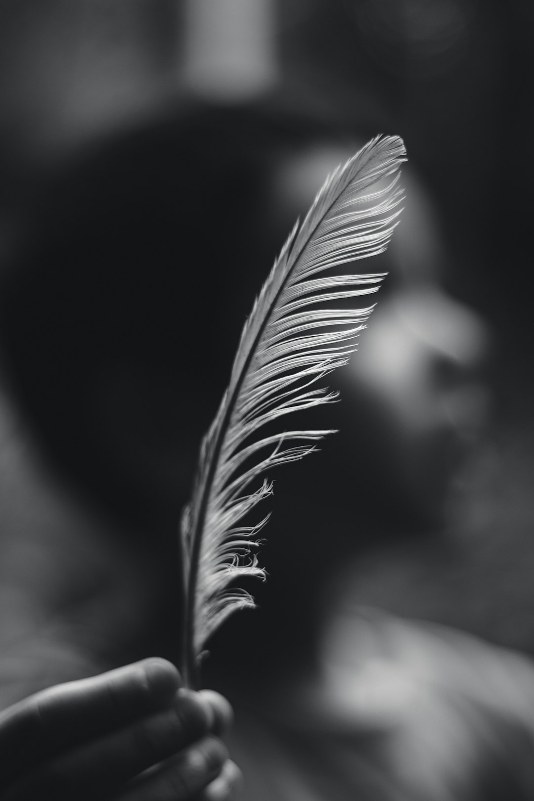 white feather in black background