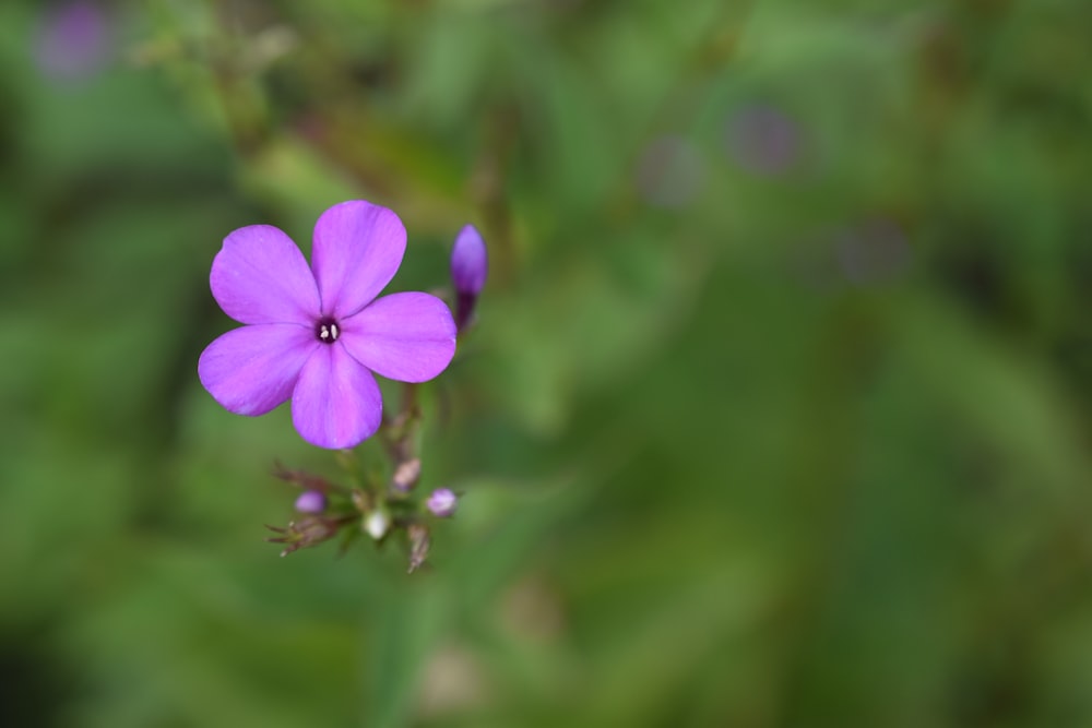 Flor púrpura de 5 pétalos en flor durante el día