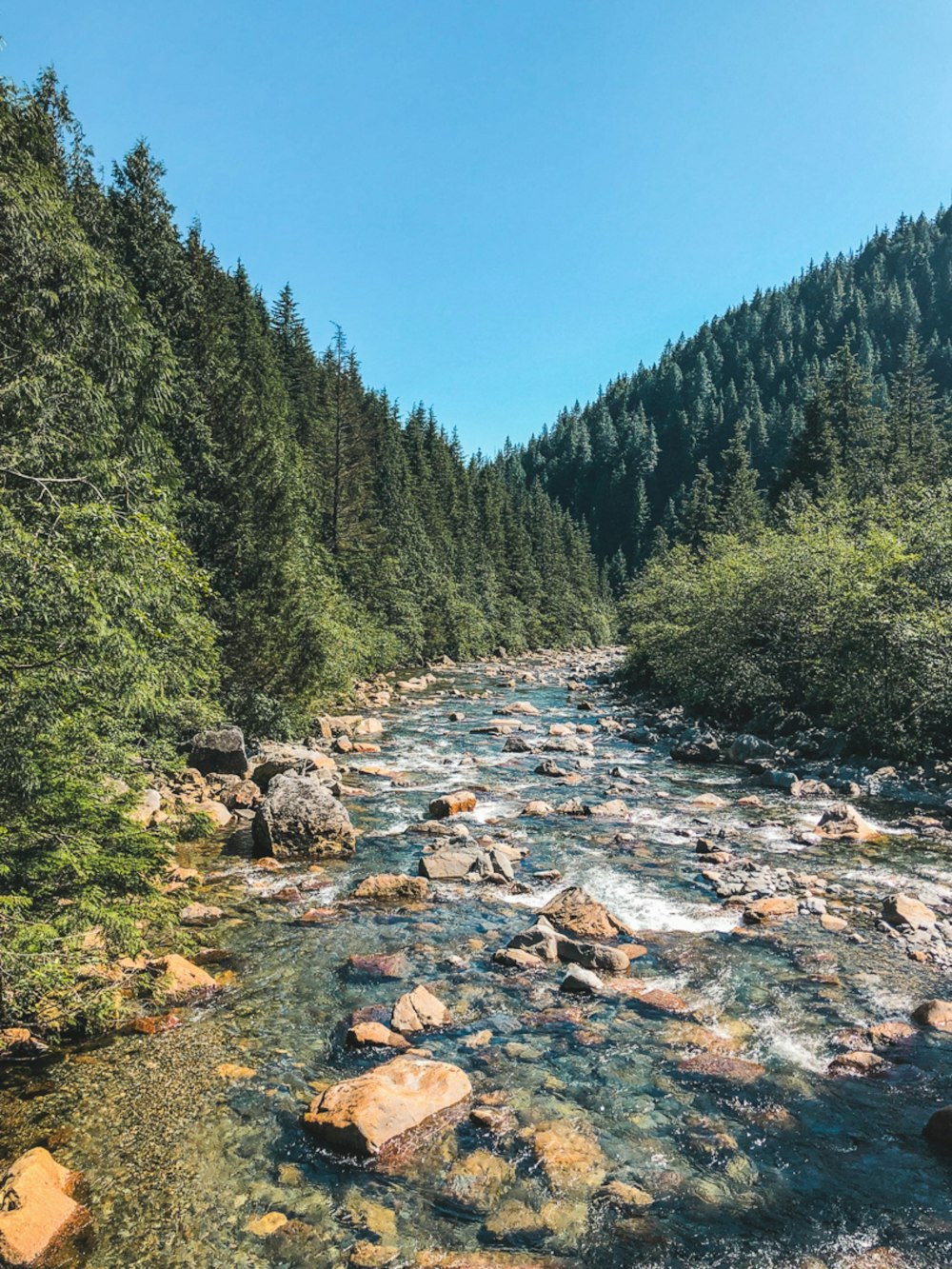 Fluss tagsüber zwischen grünen Bäumen unter blauem Himmel