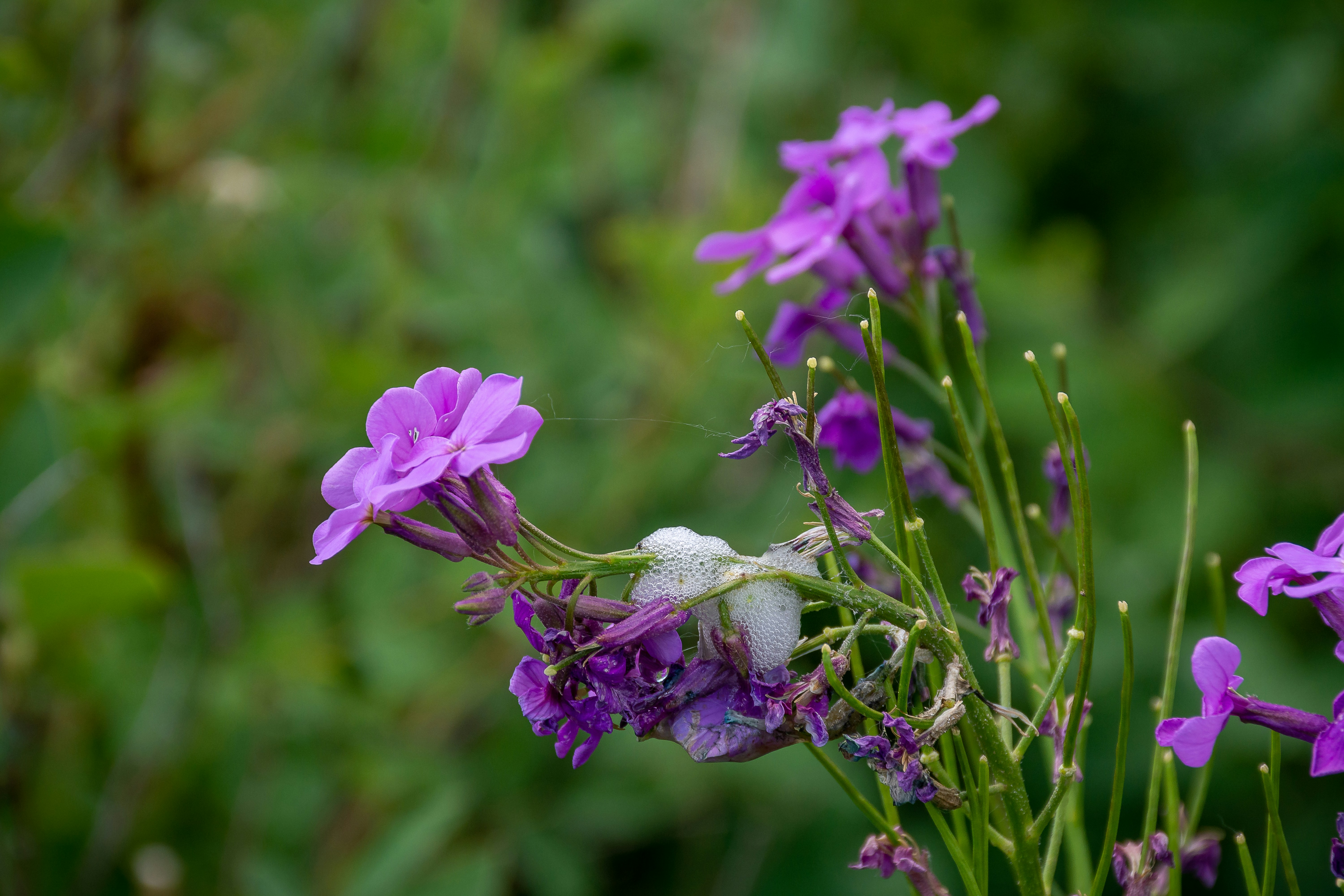 Photo by david_thielen