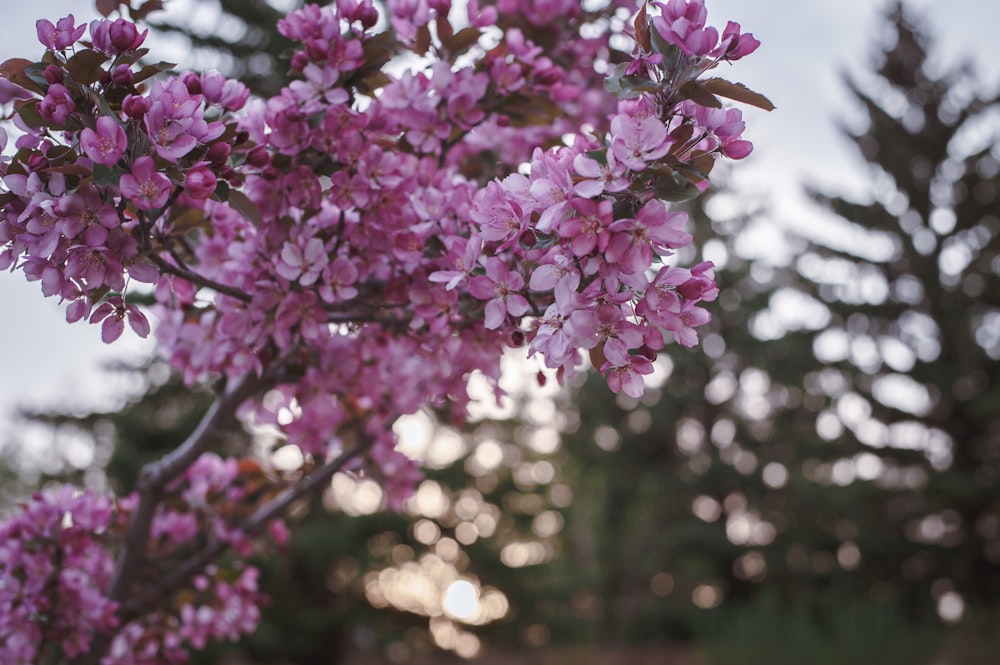 purple flowers in tilt shift lens