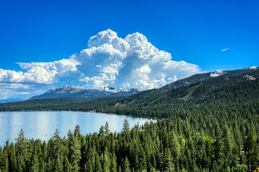 green pine trees near lake under blue sky during daytime