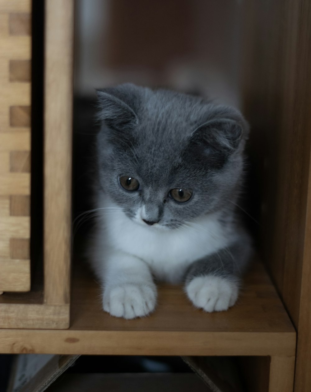 white and gray cat on brown wooden shelf