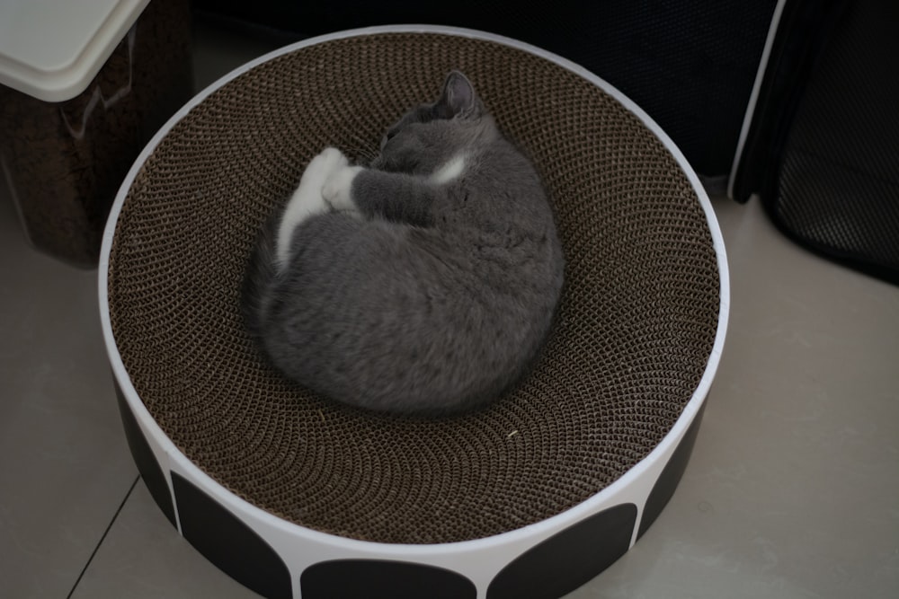 grey and white cat in white and black pet bed