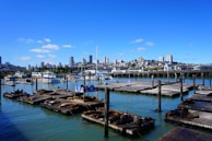 Seals rest on wooden docks floating in a marina with a city skyline in the background. Several boats are docked, and buildings including high-rises are visible beyond the pier. The sky is clear with only a few clouds.