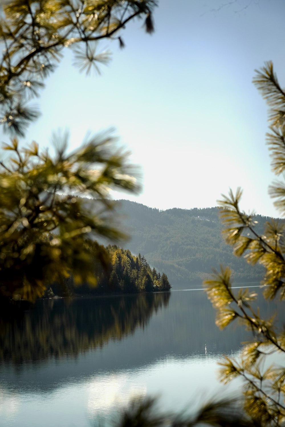 green trees near lake during daytime