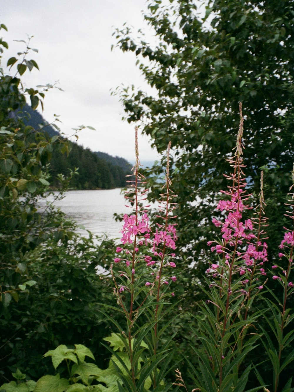 fiori rosa vicino allo specchio d'acqua durante il giorno