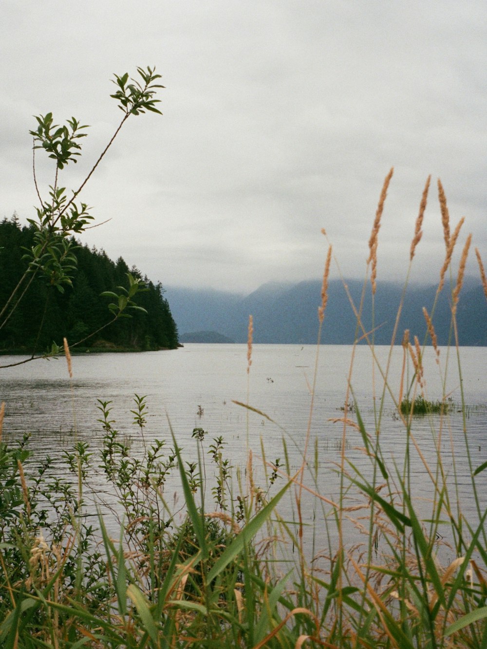 green grass near body of water during daytime