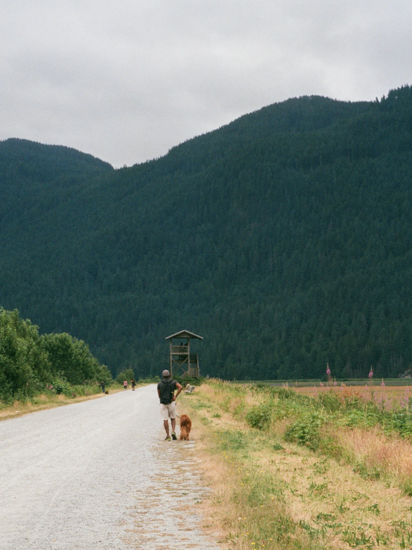A person walking a dog along a quiet gravel road below forested green mountains in British Columbia