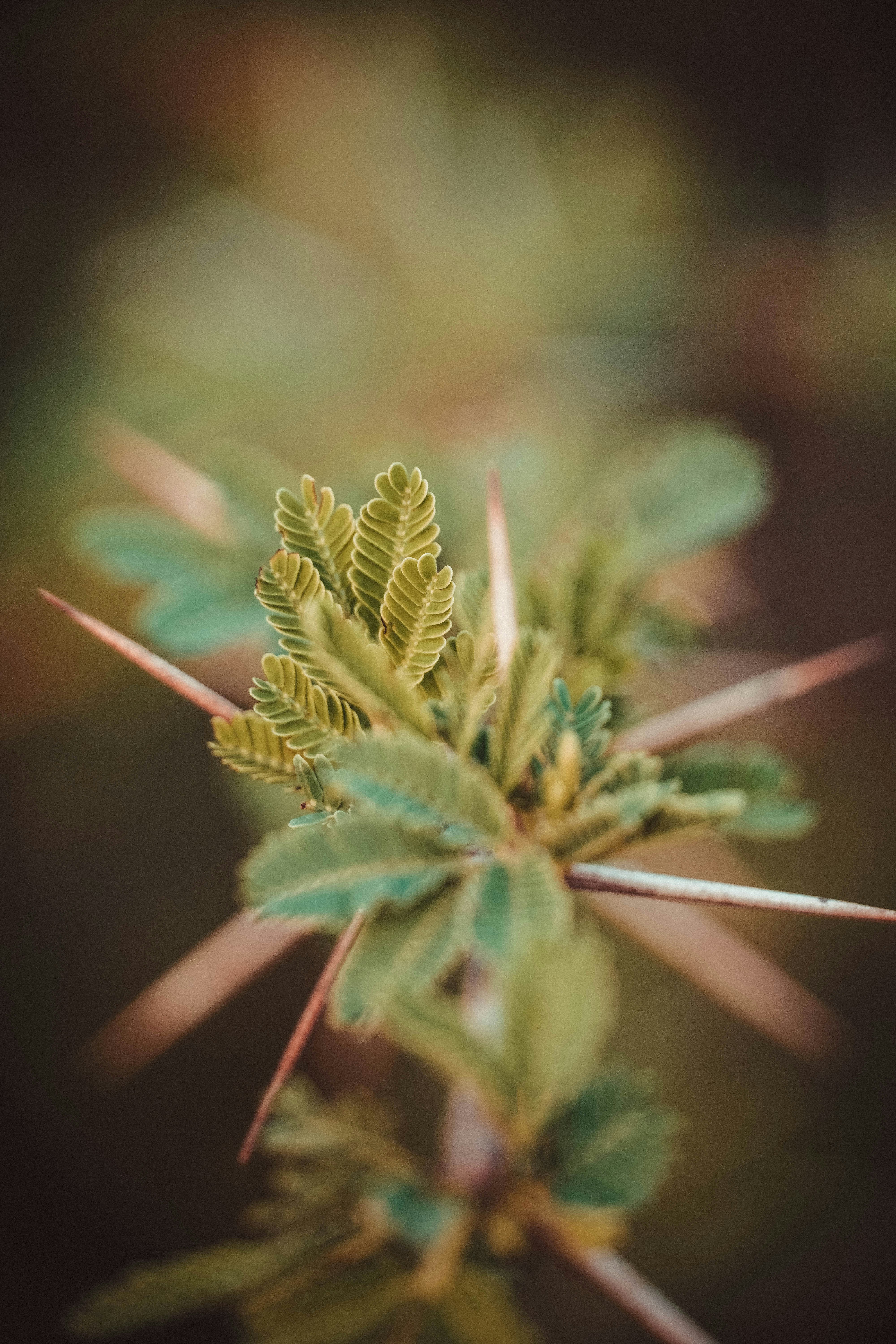 planta de hoja verde en fotografía de primer plano