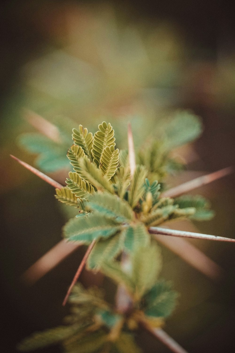 green leaf plant in close up photography