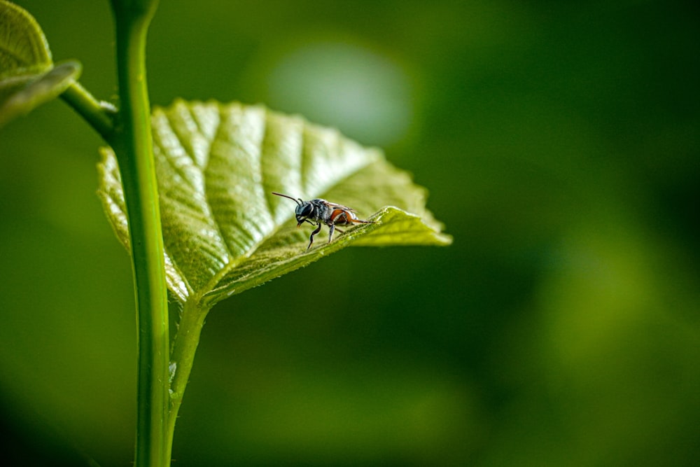 black and white fly on green leaf