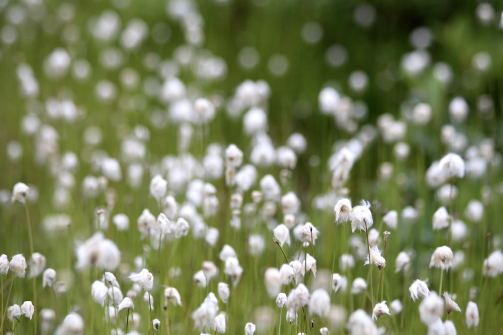 white dandelion flower in close up photography