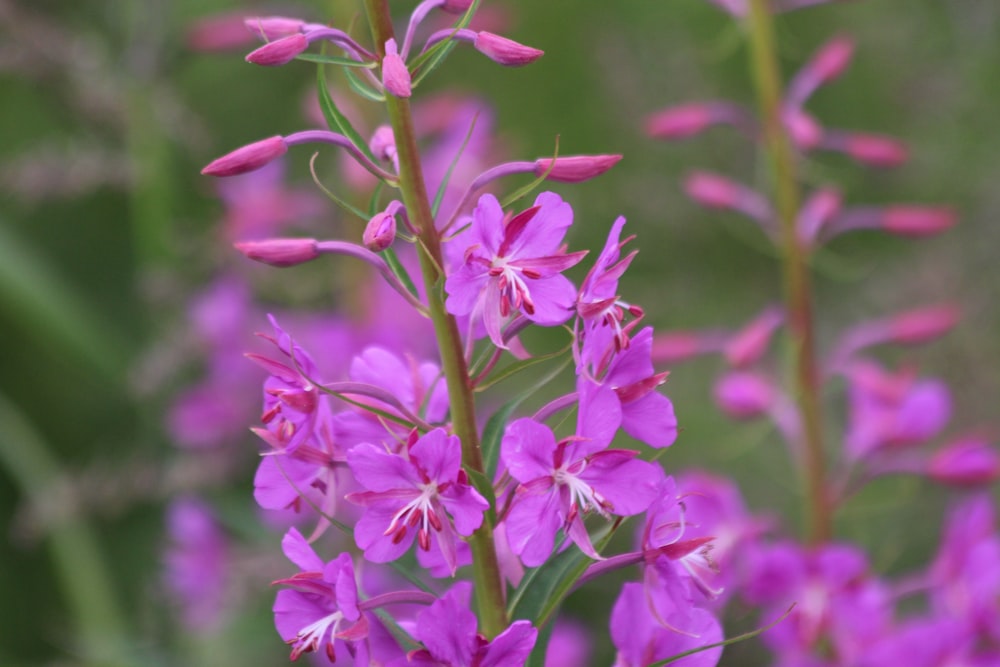 pink flowers in tilt shift lens