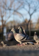 Several pigeons stand and perch on a concrete surface outdoors, with blurred trees and fencing in the background. The pigeons have grey feathers with darker accents, and they are illuminated by natural light.