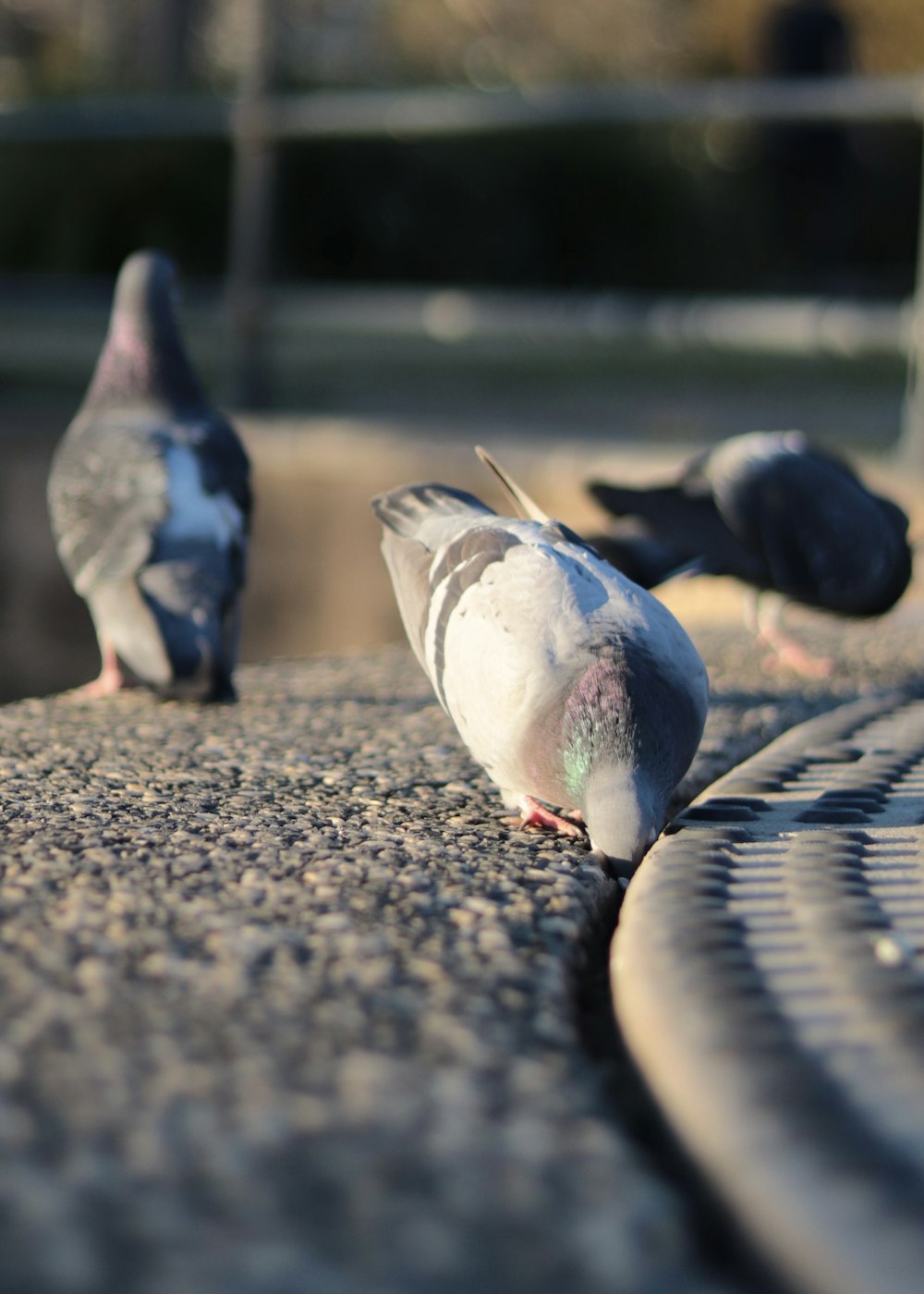 white and black pigeon on ground during daytime