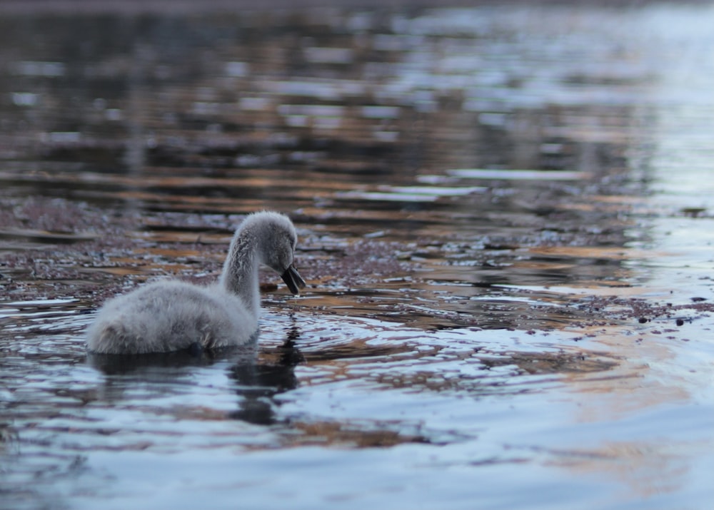 2 white swan on water