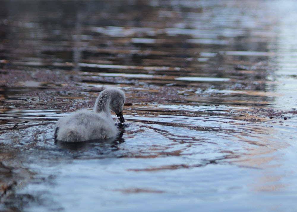 2 white swan on water during daytime