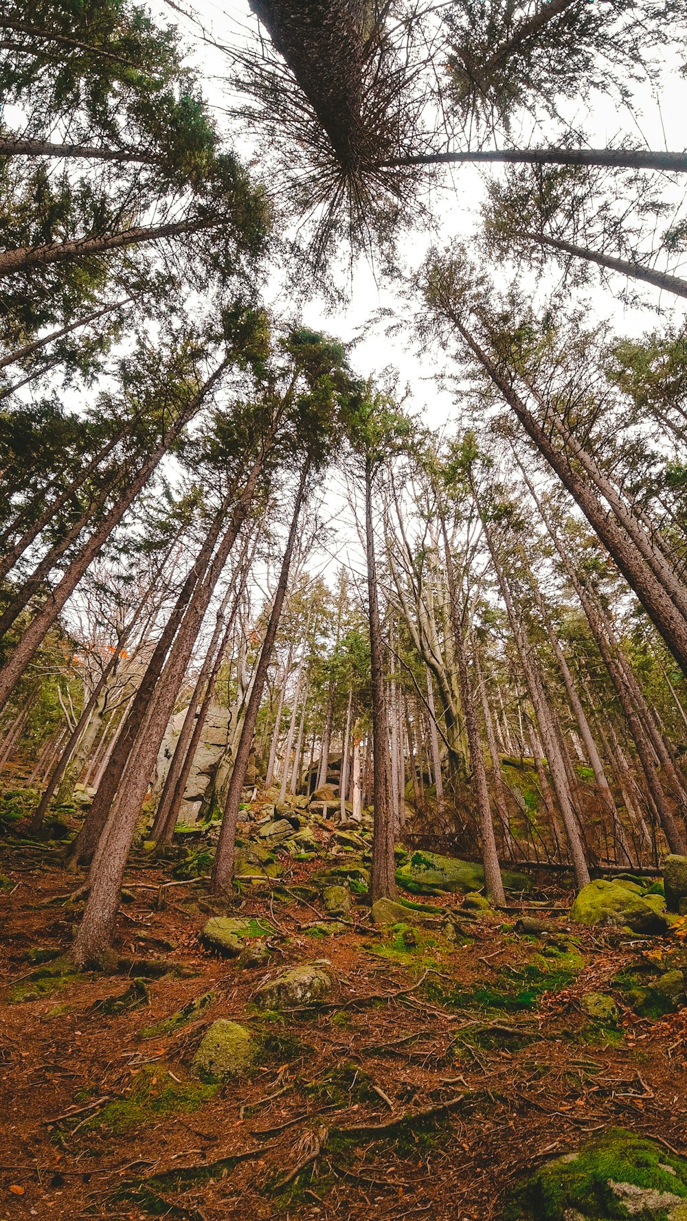 arbres verts sur un champ d’herbe verte pendant la journée